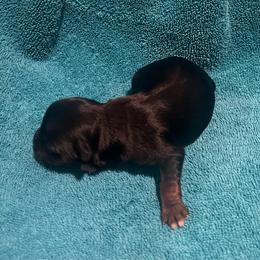 Penny - Black and tan female Yorkshire Terrier puppy in Bryan, Texas from Shayle's Yorkie Pups