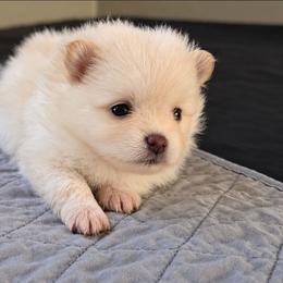 Ace - Cream male Pomeranian puppy in Newport News, Virginia from Itty Bitty Poms