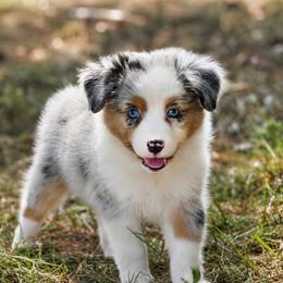 Spicy - Blue merle female Toy Australian Shepherd puppy in Leitchfield, Kentucky from Legendmaker MAS