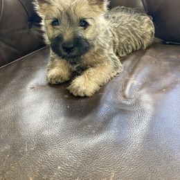 Joey (light blue collar) - Wheaten brindle male Cairn Terrier puppy in Seymour, Indiana from Doug Joray & Holly Hill Cairn Terriers