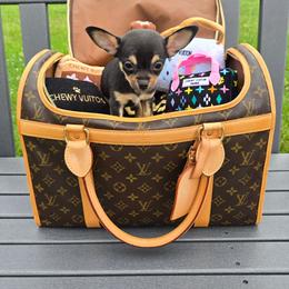 Tilly - Black and tan female Chihuahua puppy in Amity, Pennsylvania from Baxters Chihuahuas