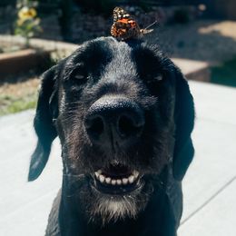 Bernedoodles and Labradoodles from All Bark