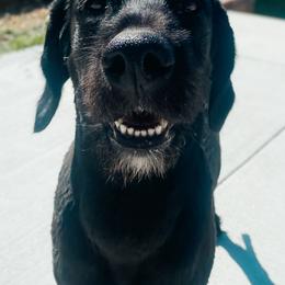 Bernedoodles and Labradoodles from All Bark