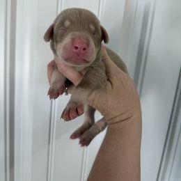 Green male - Fawn (isabella) and rust male Doberman Pinscher puppy in Ludowici, Georgia from Royal Destiny Kennels