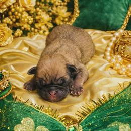 Apricot Girl (Blue toe) - Fawn female Pug puppy in Tulsa, Oklahoma from Locust Creek Pugs