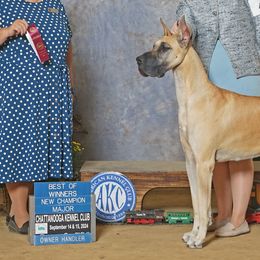 Great Danes from Strebor Great Danes