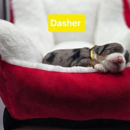 Dasher- Yellow collar - Blue merle female Bernedoodle puppy in Summerville, South Carolina from Channys Doodles
