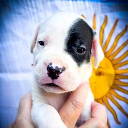 Girl 1 Grace O'Malley - White female Dogo Argentino puppy in San Diego, California from Debonair Dogos