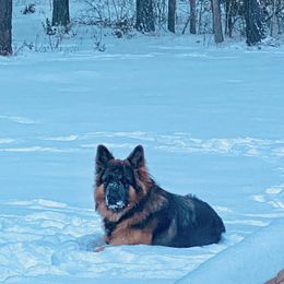 German Shepherds from Cedar Creek Kennel