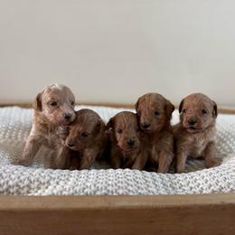 Male Puppy 1 - Red  male Goldendoodle puppy in Modesto, California from Central Valley Canine Companions