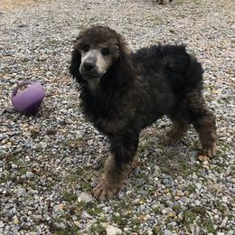 Poodle Puppies from Joy’s Logan Creek Poodles