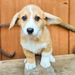 Ma Smalley - Red female Pembroke Welsh Corgi puppy in Fortine, Montana from North Star Pembroke Welsh Corgi's