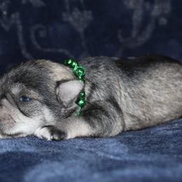 Girl 2 Salt and Pepper - Salt and pepper female Miniature Schnauzer puppy in Spring Hill, Florida from Suncoast Miniature Schnauzers