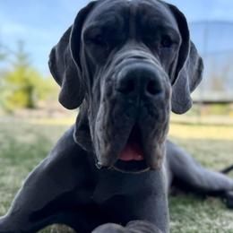 Great Dane puppies from Diamond Danes of Atlanta