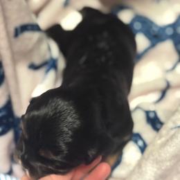 Dolly - Black and tan female Cavalier King Charles Spaniel puppy in Smiths, Alabama from K&K Kennels