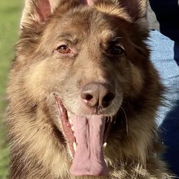 Simba - German Shepherd