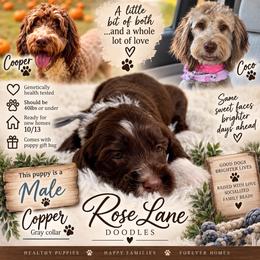 Copper - Gray Collar - Brown and white male Bernedoodle puppy in Winfield, Alabama from Rose Lane Doodles