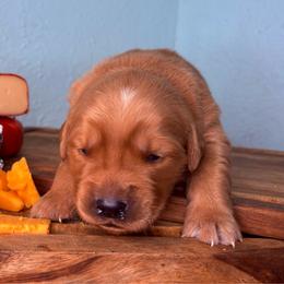 Stilton - Dark golden male Golden Retriever puppy in Eustis, Florida from Earley Goldens