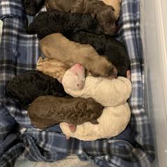 Labradoodle Puppies from Tiny Tally Tails