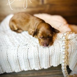 Aussiedoodle, Dachshund, and Miniature Australian Shepherd Puppies from Pretty Paws