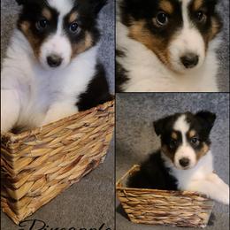 Shetland Sheepdog Puppies from Henotic Homestead