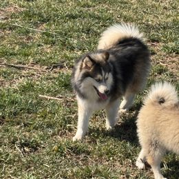 Chris - Black and white Pomsky puppy in Bucyrus, Missouri from Hill Top Pomskies