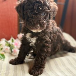 Pink Hearts - Chocolate female Goldendoodle puppy in Rush, New York from Care Bear Puppies