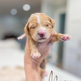 Marcie - Red female Bernedoodle puppy in Sulphur, Louisiana from Curly Q’s Of Carlyss