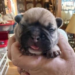 Boy 2 - Fawn male French Bulldog puppy in Cabool, Missouri from Shannon French Bulldogs