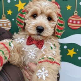 Clifford - Red male Bernedoodle puppy in Saint Francis, Kansas from Land of Oz Doodles
