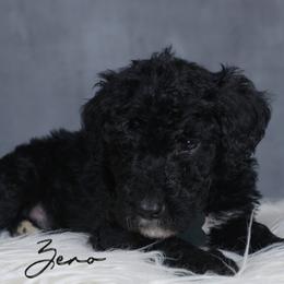 Zero - Black male Goldendoodle puppy in Guthrie, Oklahoma from Edmond Doodles, LLC