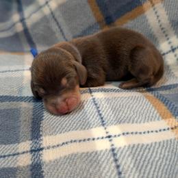 Dark Blue Boy - Chocolate and tan male Dachshund puppy in Cypress, California from Ferrario Dachshunds