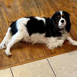 Clover - Cavalier King Charles Spaniel