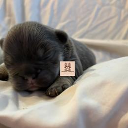 French Bulldog Puppies from Sarra Gharib