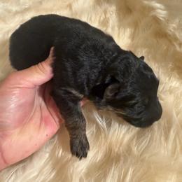 Audrey - Black and red female German Shepherd puppy in Pueblo West, Colorado from 5 Star German Shepherds aka Martin Family German Shepherds
