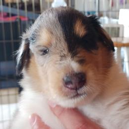 Knickers (Blue Merle Boy 2) - Blue merle white and tan male Collie puppy in Nunn, Colorado from Kingsgift Collies