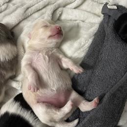 Pomeranian Puppies from Bella's Babies