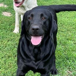 Brooke - Labrador Retriever