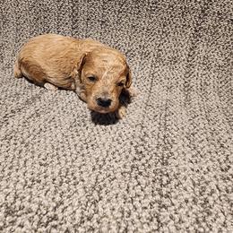 Milo - Apricot male Poodle puppy in Plano, Texas from Dogs lovers