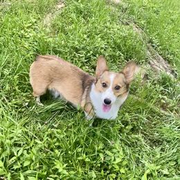 Mia - Pembroke Welsh Corgi