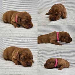 Isla - Pink Collar - Yellow female Labrador Retriever puppy in Boyd, Minnesota from Lindley Labradors