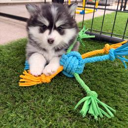 Onyx - Black and white female Pomsky puppy in Isanti, Minnesota from Magnum Pomskies