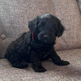Alan - male Aussiedoodle puppy in Utica, Ohio from Poodle Me Crazy