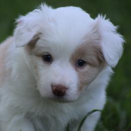 Gold girl 2 - Gold female Border Collie puppy in Tylertown, Mississippi from Cool Meadow Farms
