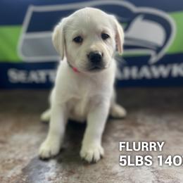 Flurry - Yellow female Labrador Retriever puppy in Puyallup, Washington from 12 Door Farm Labradors