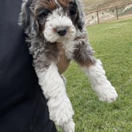 Bernedoodle Puppies from Over the Moon Poodles and Doodles