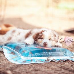 Australian Shepherd Puppies from Crystalbrook Aussies
