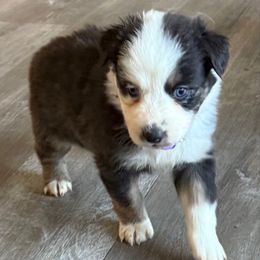 Zoey - Black tri-color female Australian Shepherd puppy in Ellensburg, Washington from Creekside Aussies