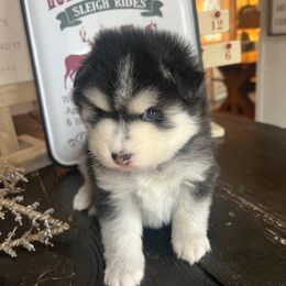 Miracle - Black and white female Pomsky puppy in Rathdrum, Idaho from Smart Pomskies and Frenchies