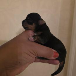 Puppy 2 - Black and tan male Yorkshire Terrier puppy in Charleston, West Virginia from Chuck City Danes & Yorkies